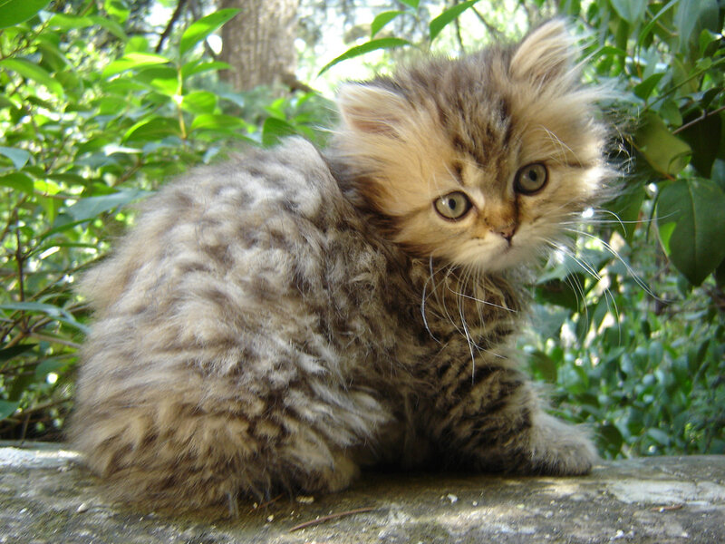 Fluffy Tabby Kitten — Brown, Calm, Afternoon, Photograph