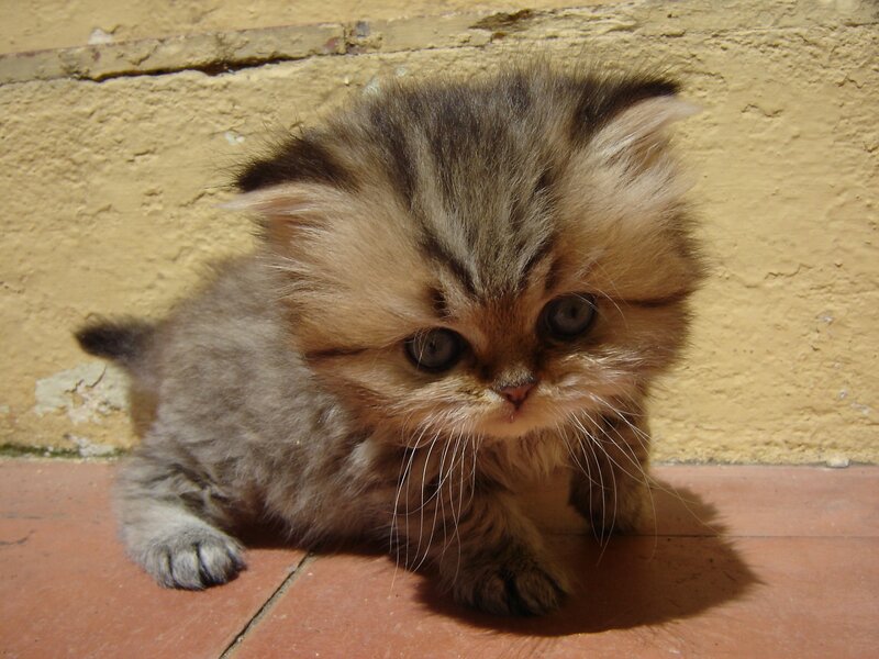 Fluffy Tabby Kitten — Brown, Calm, Afternoon, Photograph, Wall