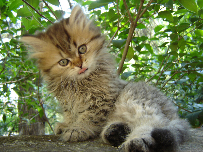 Fluffy Tabby Kitten — Brown, Calm, Afternoon