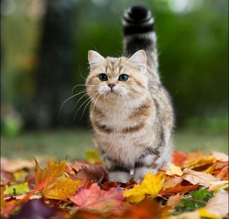 Fluffy Tabby Kitten — Brown, Calm, Autumn
