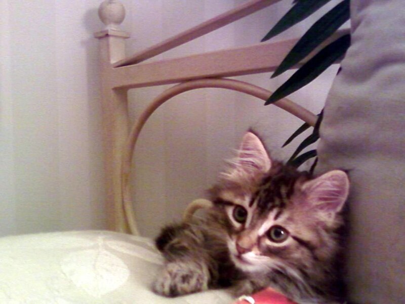 Fluffy Tabby Kitten — Brown, Calm, Photograph, Bed