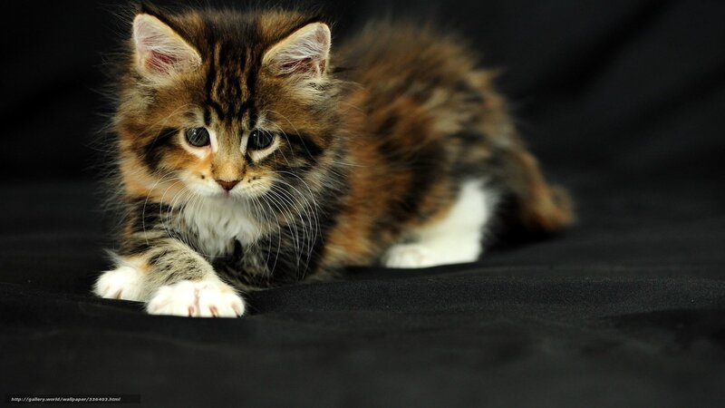 Fluffy Tabby Kitten — Brown, Calm, Photograph, Black Surface