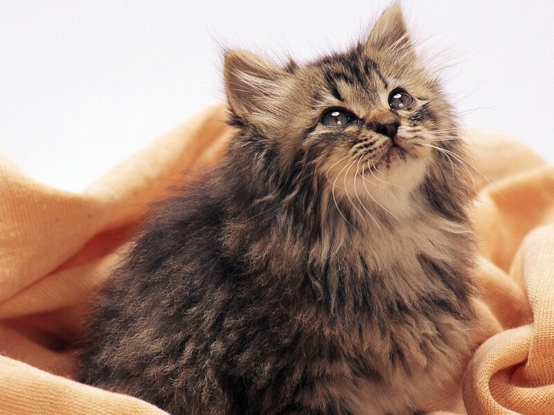 Fluffy Tabby Kitten — Brown, Calm, Photograph, Blanket