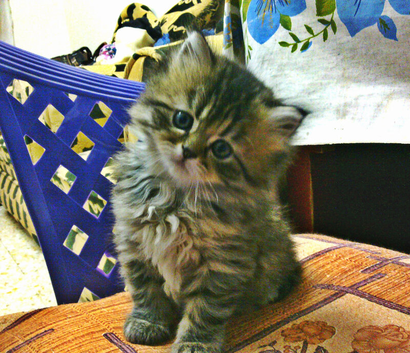 Fluffy Tabby Kitten — Brown, Calm, Photograph, Blue Basket