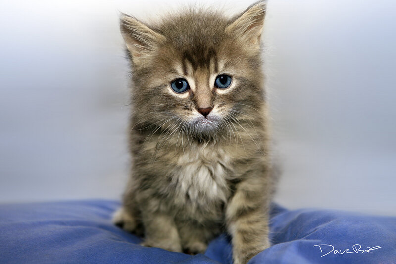 Fluffy Tabby Kitten — Brown, Calm, Photograph, Blue Pillow