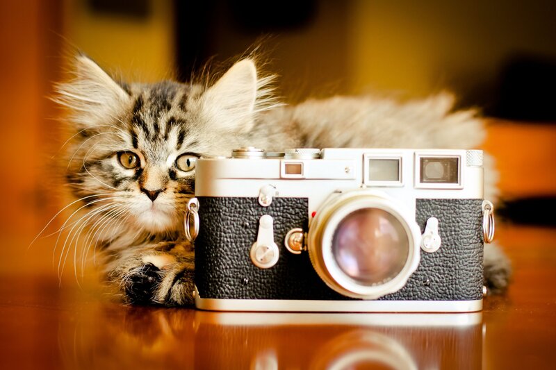 Fluffy Tabby Kitten — Brown, Calm, Photograph, Camera