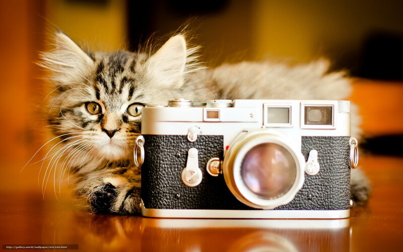 Fluffy Tabby Kitten — Brown, Calm, Photograph, Camera, Wooden Surface
