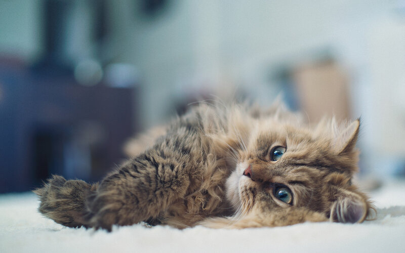 Fluffy Tabby Kitten — Brown, Calm, Photograph, Carpet