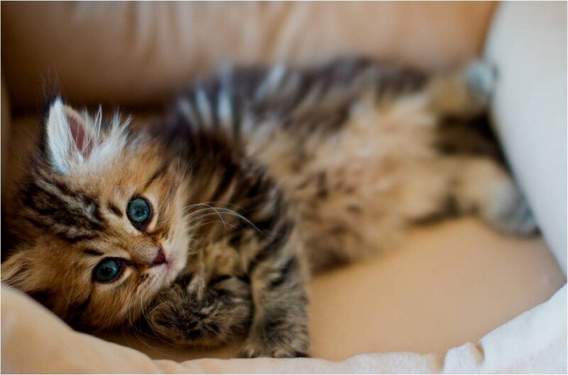 Fluffy Tabby Kitten — Brown, Calm, Photograph, Cat Bed