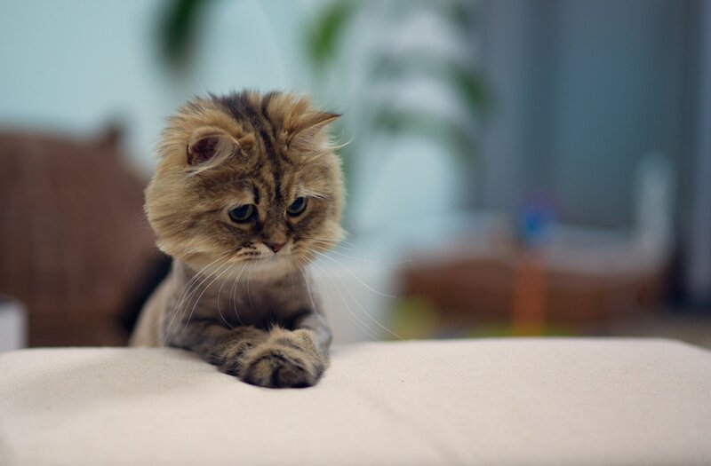 Fluffy Tabby Kitten — Brown, Calm, Photograph, Cat, Couch