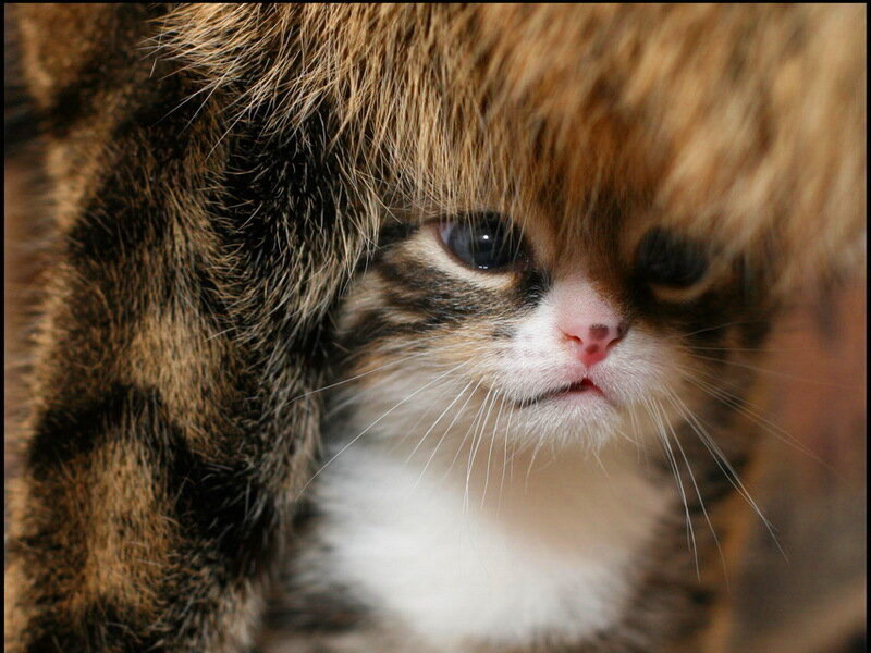 Fluffy Tabby Kitten — Brown, Calm, Photograph, Cat