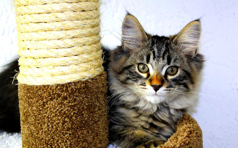 Fluffy Tabby Kitten — Brown, Calm, Photograph, Cat Tree