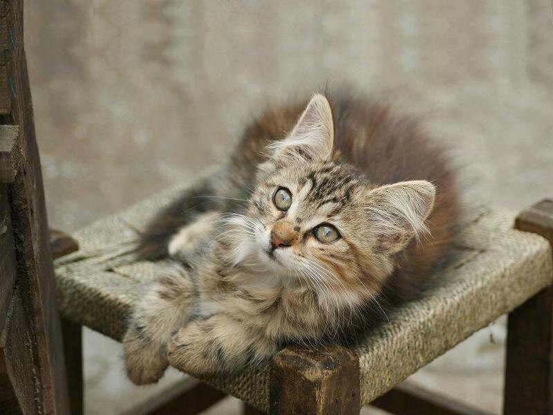 Fluffy Tabby Kitten — Brown, Calm, Photograph, Chair