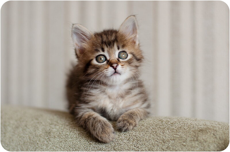Fluffy Tabby Kitten — Brown, Calm, Photograph, Couch, Curtains