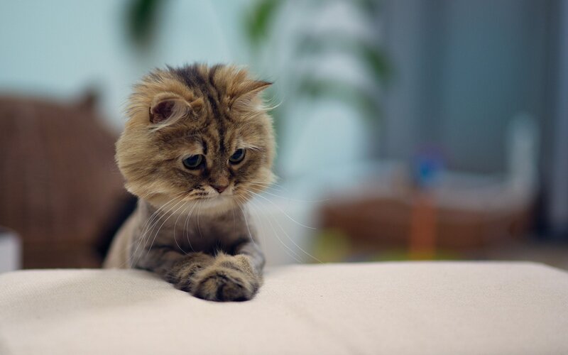 Fluffy Tabby Kitten — Brown, Calm, Photograph, Couch