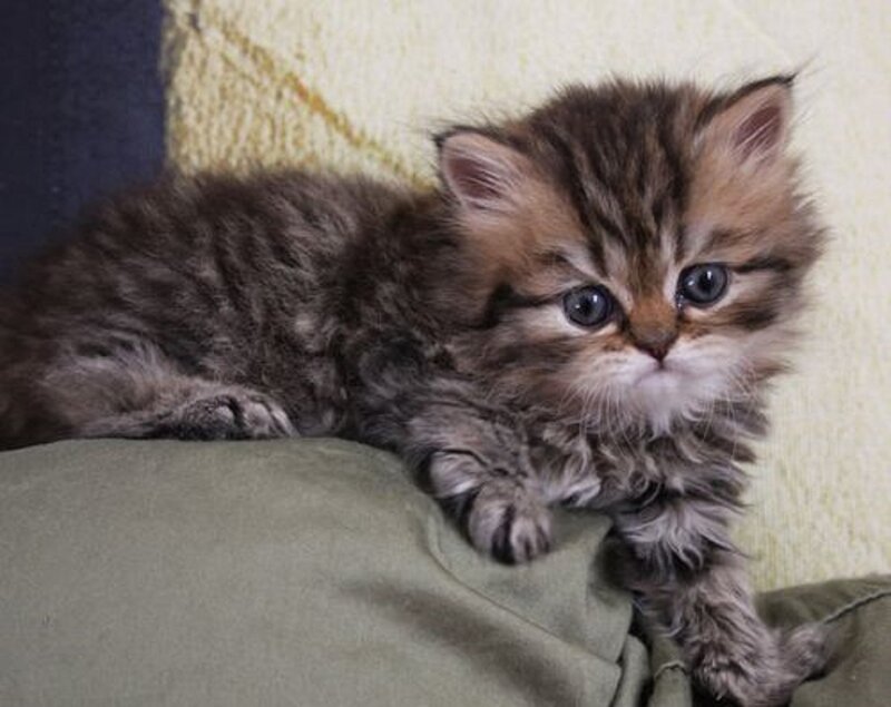 Fluffy Tabby Kitten — Brown, Calm, Photograph, Cushion