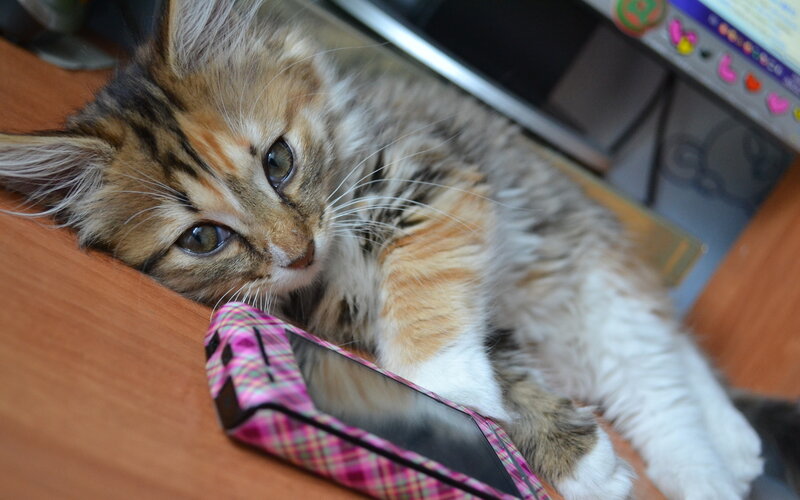 Fluffy Tabby Kitten — Brown, Calm, Photograph, Desk