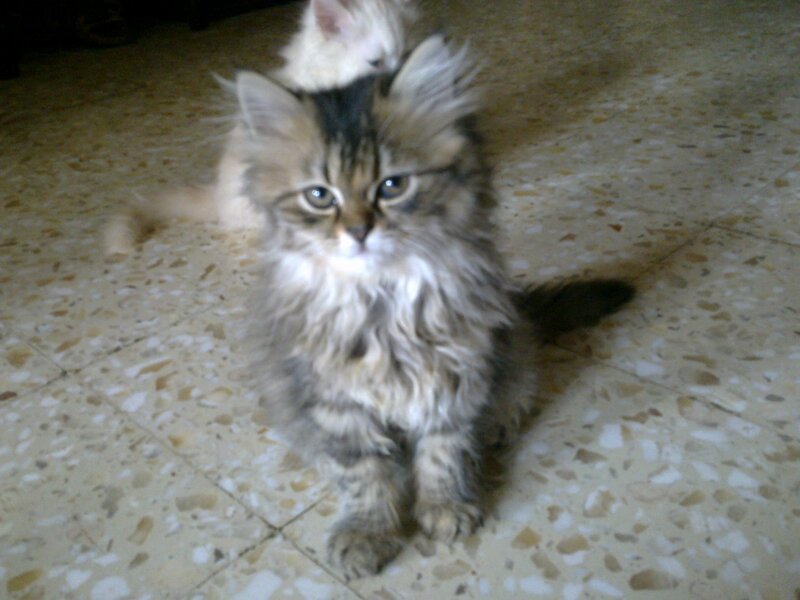Fluffy Tabby Kitten — Brown, Calm, Photograph, Floor