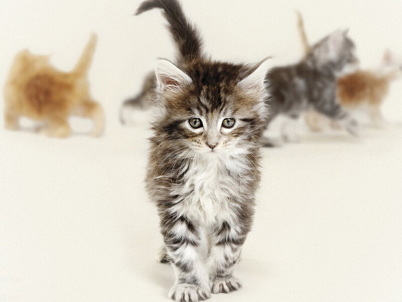 Fluffy Tabby Kitten — Brown, Calm, Photograph, Kittens