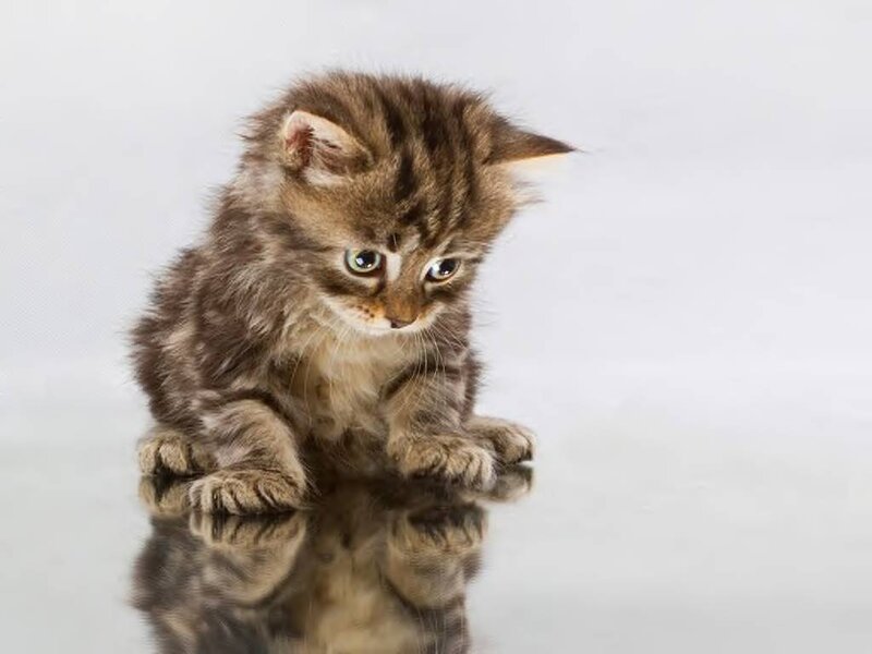 Fluffy Tabby Kitten — Brown, Calm, Photograph, Reflection