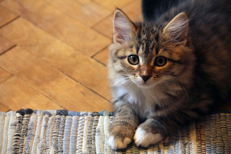 Fluffy Tabby Kitten — Brown, Calm, Photograph, Rug