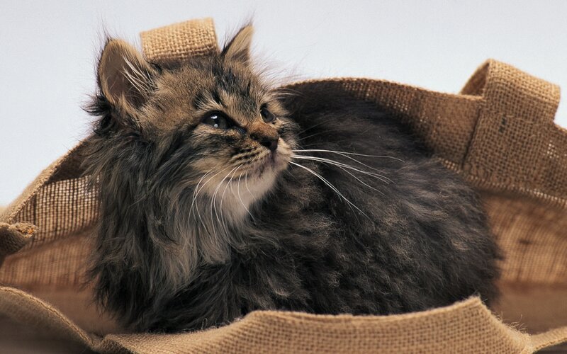 Fluffy Tabby Kitten — Brown, Calm, Photograph, Sack