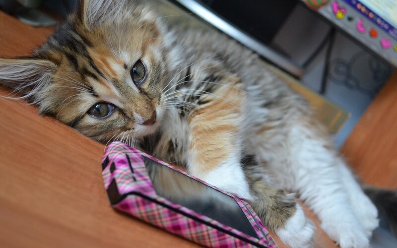 Fluffy Tabby Kitten — Brown, Calm, Photograph, Smartphone