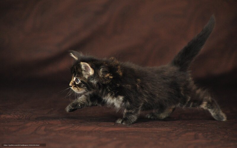 Fluffy Tabby Kitten — Brown, Calm, Photograph, Tail