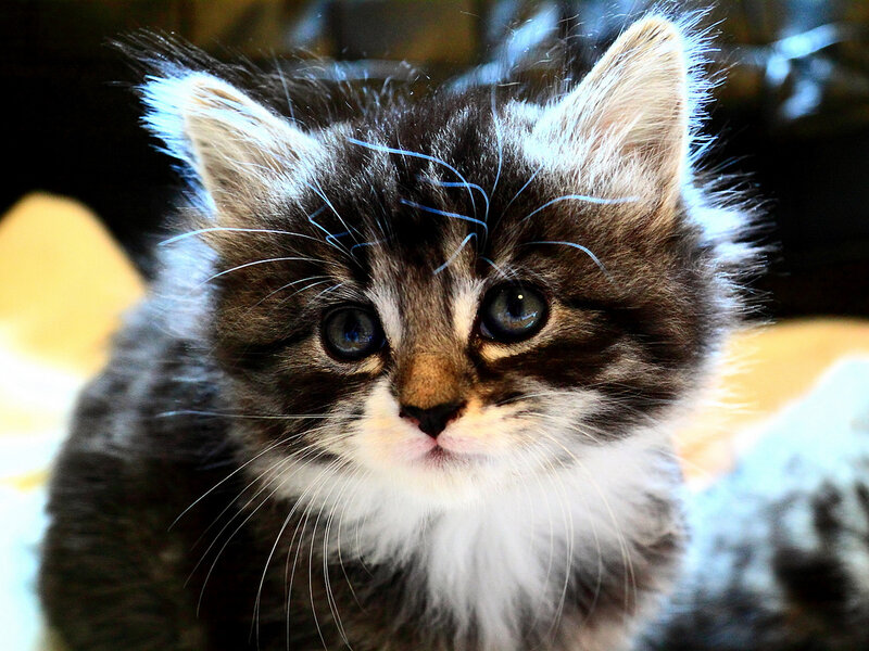 Fluffy Tabby Kitten — Brown, Calm, Photograph