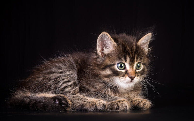 Fluffy Tabby Kitten — Brown, Calm, Photograph, Whiskers, Green Eyes