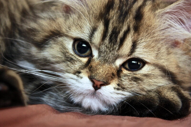 Fluffy Tabby Kitten — Brown, Calm, Photograph, Whiskers, Paws, Fabric