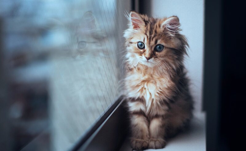 Fluffy Tabby Kitten — Brown, Calm, Photograph, Window