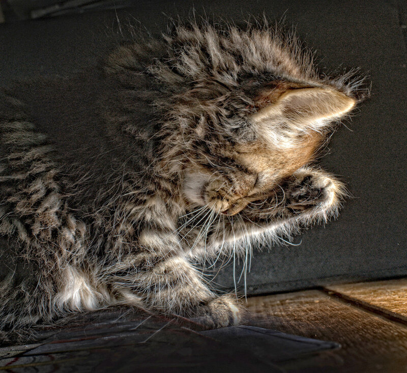 Fluffy Tabby Kitten — Brown, Calm, Photograph, Wooden Surface
