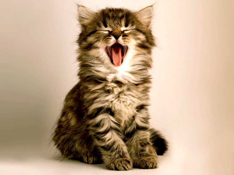 Fluffy Tabby Kitten — Brown, Calm, Photograph, Yawning