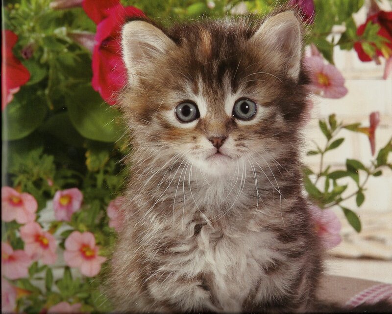 Fluffy Tabby Kitten — Brown, Calm, Spring