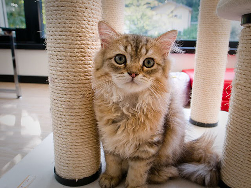 Fluffy Tabby Kitten — Brown, Calm