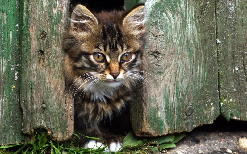 Fluffy Tabby Kitten — Brown, Curious, Afternoon