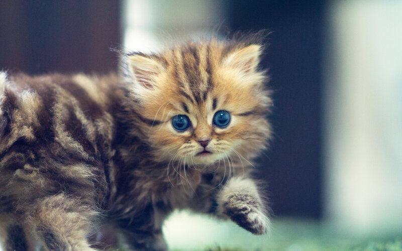 Fluffy Tabby Kitten — Brown, Curious, Photograph, Blue Eyes