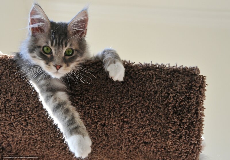 Fluffy Tabby Kitten — Brown, Curious, Photograph, Cat Tree
