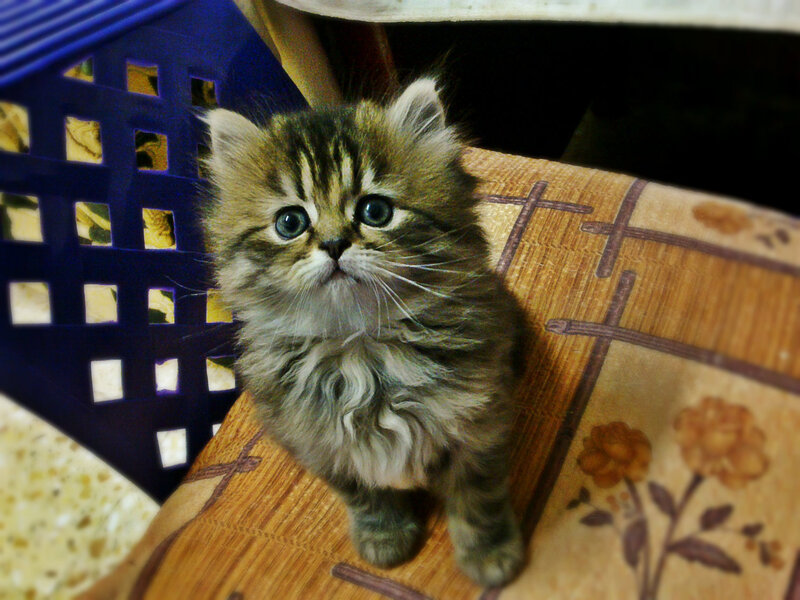 Fluffy Tabby Kitten — Brown, Curious, Photograph, Chair