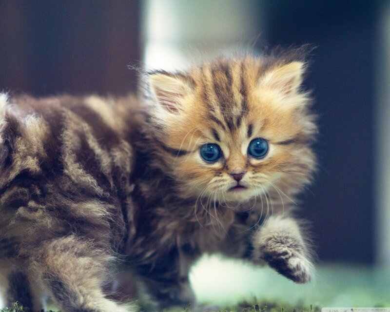 Fluffy Tabby Kitten — Brown, Curious, Photograph, Eyes