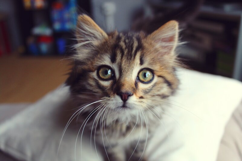 Fluffy Tabby Kitten — Brown, Curious, Photograph, Pillow