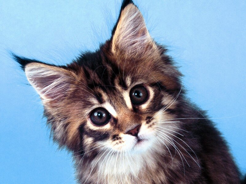 Fluffy Tabby Kitten — Brown, Curious, Photograph