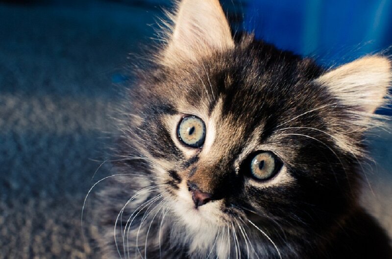 Fluffy Tabby Kitten — Brown, Curious, Photograph, Whiskers, Blue Background