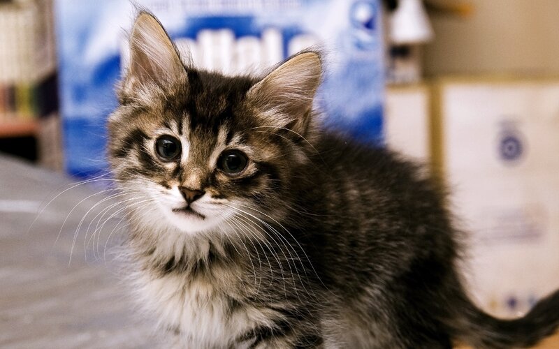 Fluffy Tabby Kitten — Brown, Curious, Photograph, Whiskers, Box, Table