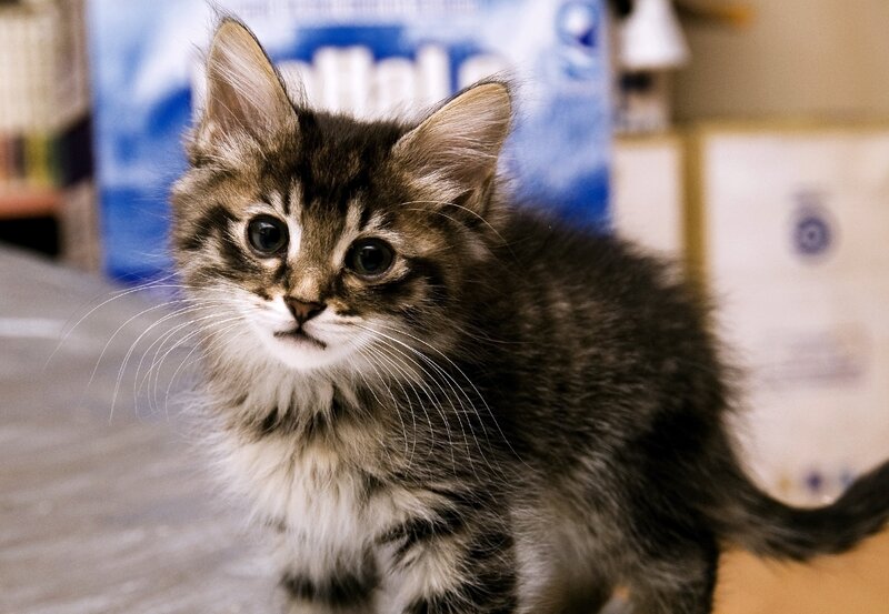 Fluffy Tabby Kitten — Brown, Curious, Photograph, Whiskers, Box