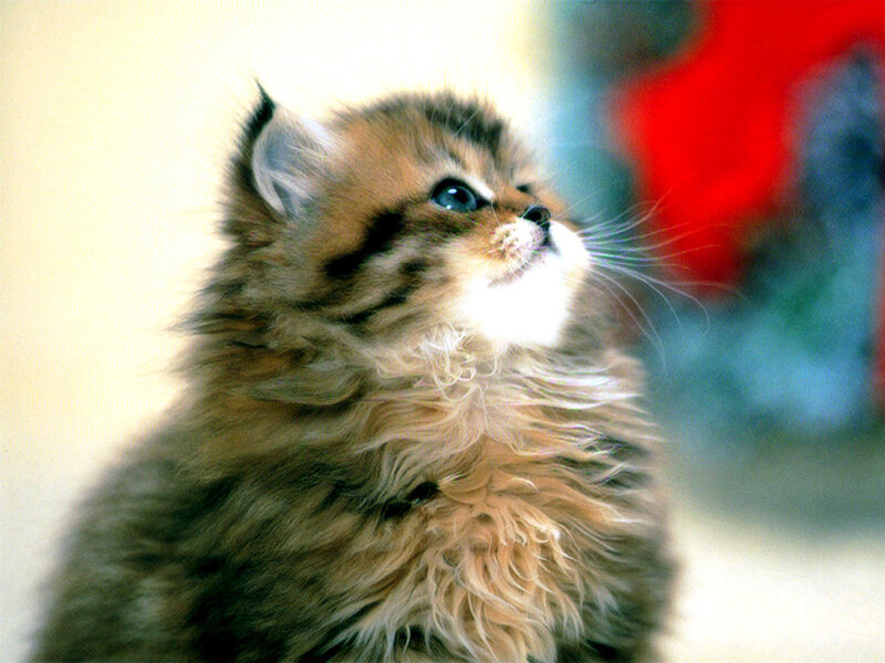Fluffy Tabby Kitten — Brown, Curious