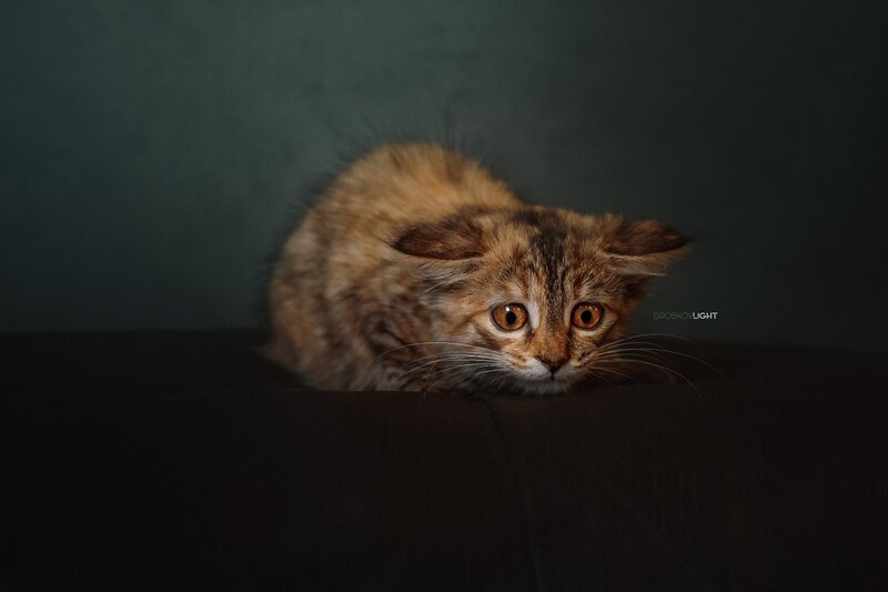 Fluffy Tabby Kitten — Brown, Dramatic