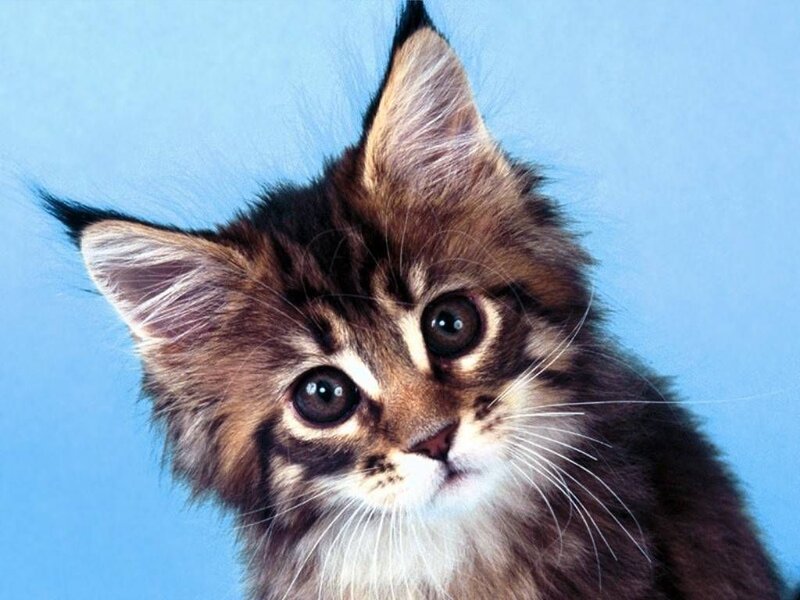 Fluffy Tabby Kitten — Brown, Innocent, Photograph, Blue Background