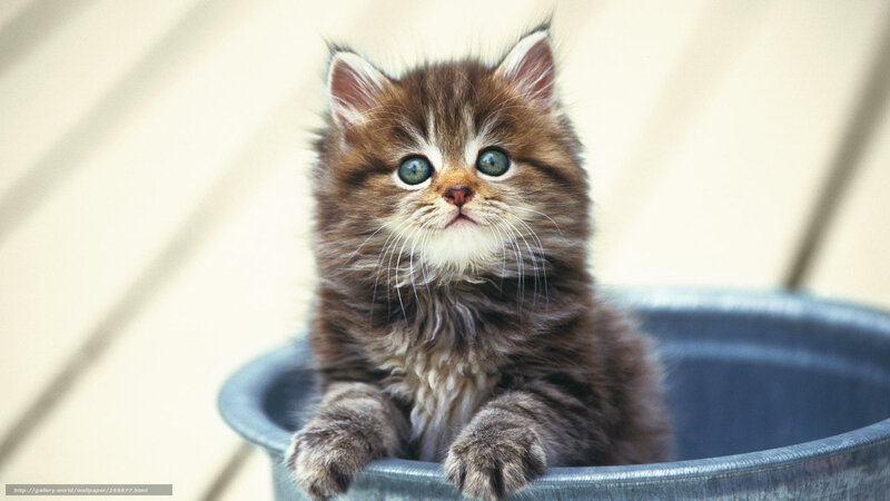 Fluffy Tabby Kitten — Brown, Innocent, Photograph, Bucket